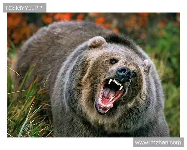 在狼群中崛起的足球明星与勇气与荣耀的传奇之路